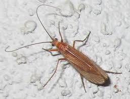 Attēlu rezultāti vaicājumam “Chaetopteryx villosa”