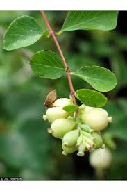 Attēlu rezultāti vaicājumam “Symphoricarpos albus fruit”