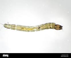 Attēlu rezultāti vaicājumam “Chironomidae larvae”