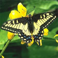 Attēlu rezultāti vaicājumam “Papilionidae”