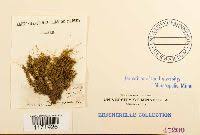 Attēlu rezultāti vaicājumam “Timmia megapolitana”