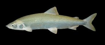 Image result for Coregonus oxyrinchus