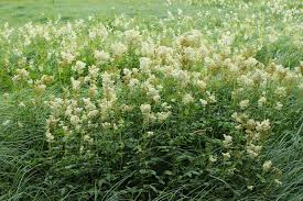 Attēlu rezultāti vaicājumam “Filipendula ulmaria”