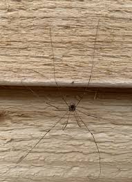 Attēlu rezultāti vaicājumam “Opiliones”