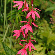 Image result for Adlumia cirrhosa