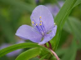 Attēlu rezultāti vaicājumam “Tradescantia virginiana flower”