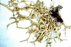 Attēlu rezultāti vaicājumam “Evernia mesomorpha”