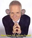 new species of giant rat,