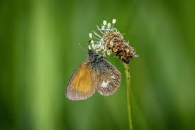 Attēlu rezultāti vaicājumam “Coenonympha glycerion underside”