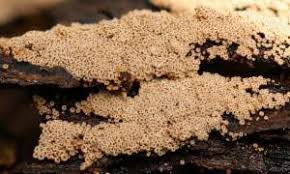 Attēlu rezultāti vaicājumam “Merismodes anomala”