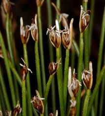 Attēlu rezultāti vaicājumam “Trichophorum cespitosum”