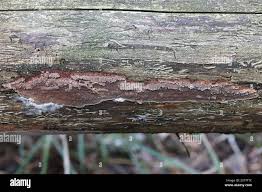 Attēlu rezultāti vaicājumam “Phellinus ferrugineofuscus”