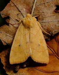 Attēlu rezultāti vaicājumam “Enargia paleacea”