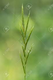 Attēlu rezultāti vaicājumam “Brachypodium sylvaticum flower”