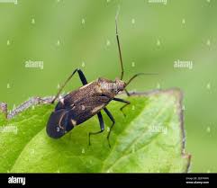 Attēlu rezultāti vaicājumam “Polymerus palustris”