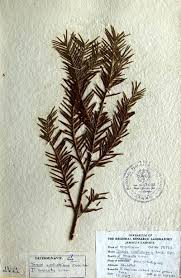 Attēlu rezultāti vaicājumam “Taxus wallichiana”