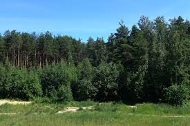 Image result for лес,