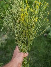 Attēlu rezultāti vaicājumam “Melilotus officinalis flower”