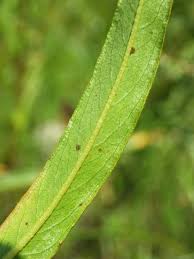 Attēlu rezultāti vaicājumam “Persicaria hydropiper leaf”