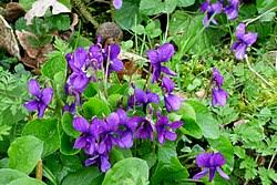Image result for violet