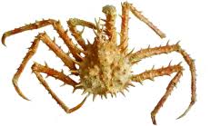 Image result for Lithodes maja