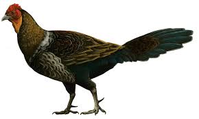 Attēlu rezultāti vaicājumam “Gallus”