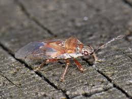 Attēlu rezultāti vaicājumam “Kleidocerys resedae imago”