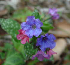 Image result for Pulmonaria officinalis