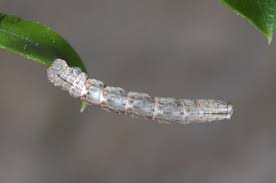 Attēlu rezultāti vaicājumam “Catarhoe cuculata”