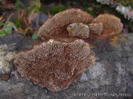 Attēlu rezultāti vaicājumam “Inonotus rheades”