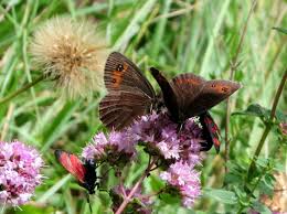 Attēlu rezultāti vaicājumam “Erebia aethiops upperside”