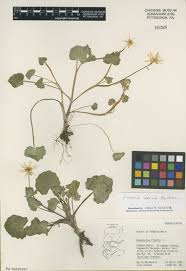 Attēlu rezultāti vaicājumam “Ficaria verna flower”