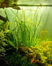 Attēlu rezultāti vaicājumam “Subularia aquatica leaf”