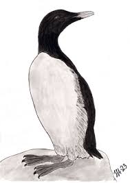 Image result for Uria aalge