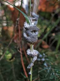 Attēlu rezultāti vaicājumam “Lignydium muscorum macro”