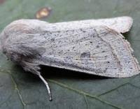 Attēlu rezultāti vaicājumam “Orthosia gracilis”