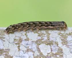 Attēlu rezultāti vaicājumam “Orthosia munda larva”