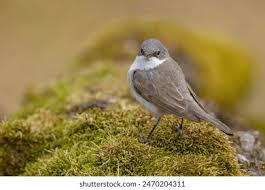 Attēlu rezultāti vaicājumam “Sylvia curruca adult”