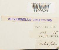 Attēlu rezultāti vaicājumam “Didymodon fallax var. brevifolius”