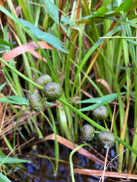 Attēlu rezultāti vaicājumam “Sagittaria sagittifolia”