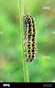 Attēlu rezultāti vaicājumam “Zygaena lonicerae larva”