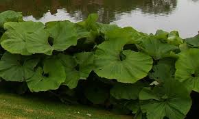 Attēlu rezultāti vaicājumam “Petasites spurius leaf”