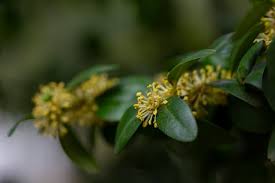 Attēlu rezultāti vaicājumam “Buxus sempervirens flower”