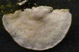 Attēlu rezultāti vaicājumam “Antrodiella”