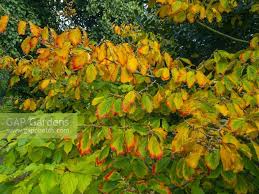 Attēlu rezultāti vaicājumam “Hamamelis vernalis leaf”
