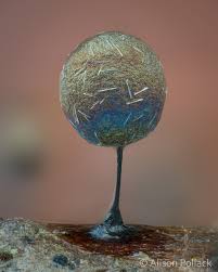 Attēlu rezultāti vaicājumam “Lamproderma echinosporum”