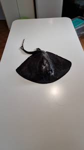 Image result for Hypanus americanus