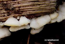 Attēlu rezultāti vaicājumam “Antrodiella semisupina”