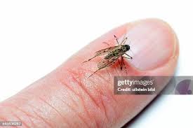 Attēlu rezultāti vaicājumam “Culex pipiens”