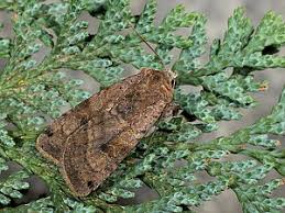 Attēlu rezultāti vaicājumam “Xestia baja”